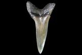 Fossil Shortfin Mako Shark Tooth - Georgia #75270-1